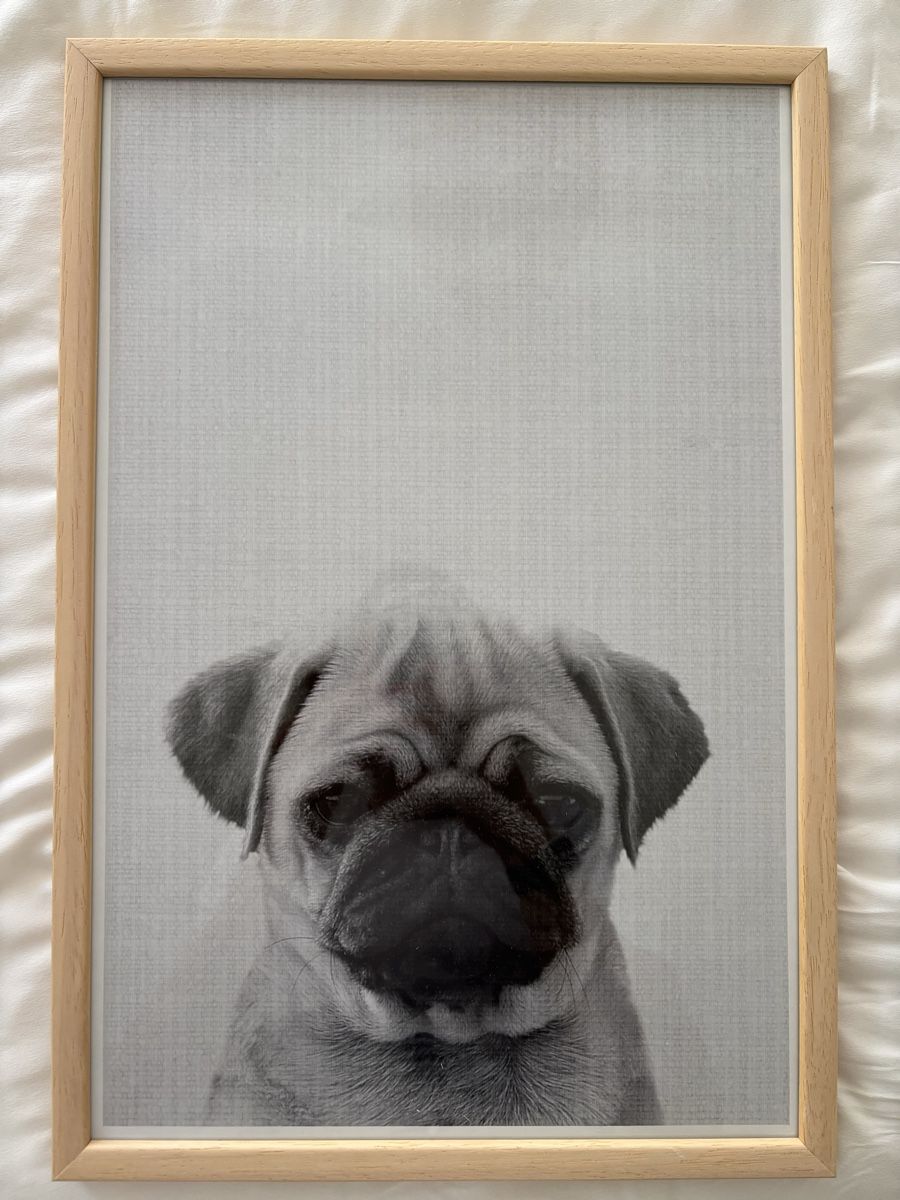 Foto & Immagini: Hund Wandbild – Usato da Adliswil venduto da evitamaria