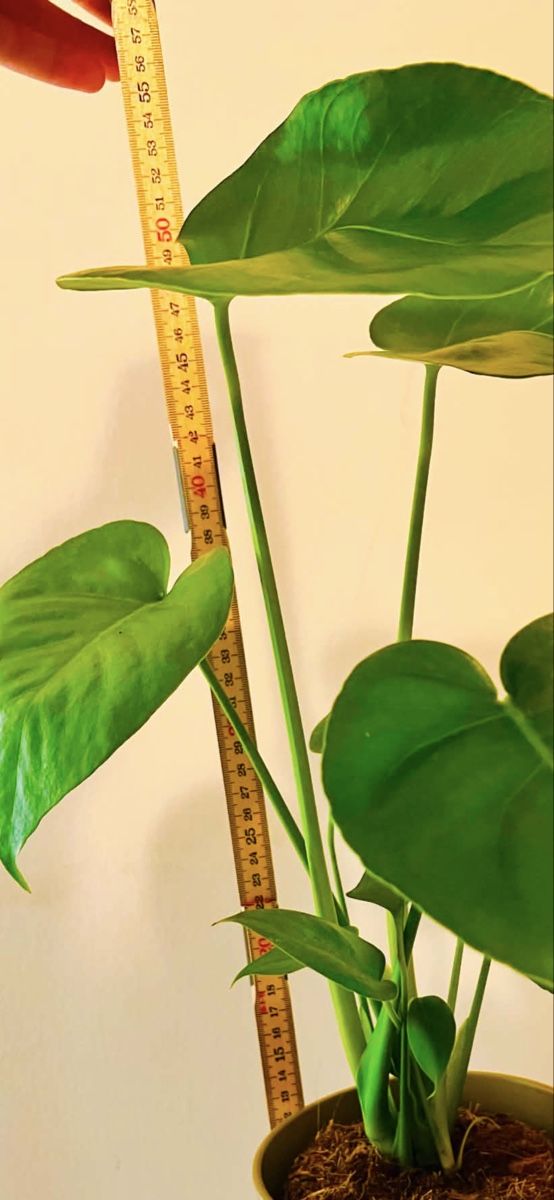 Piante & sementi: MONSTERA DELICIOSA Pflanze – Usato da Gerlafingen venduto da naj_vj8s 4