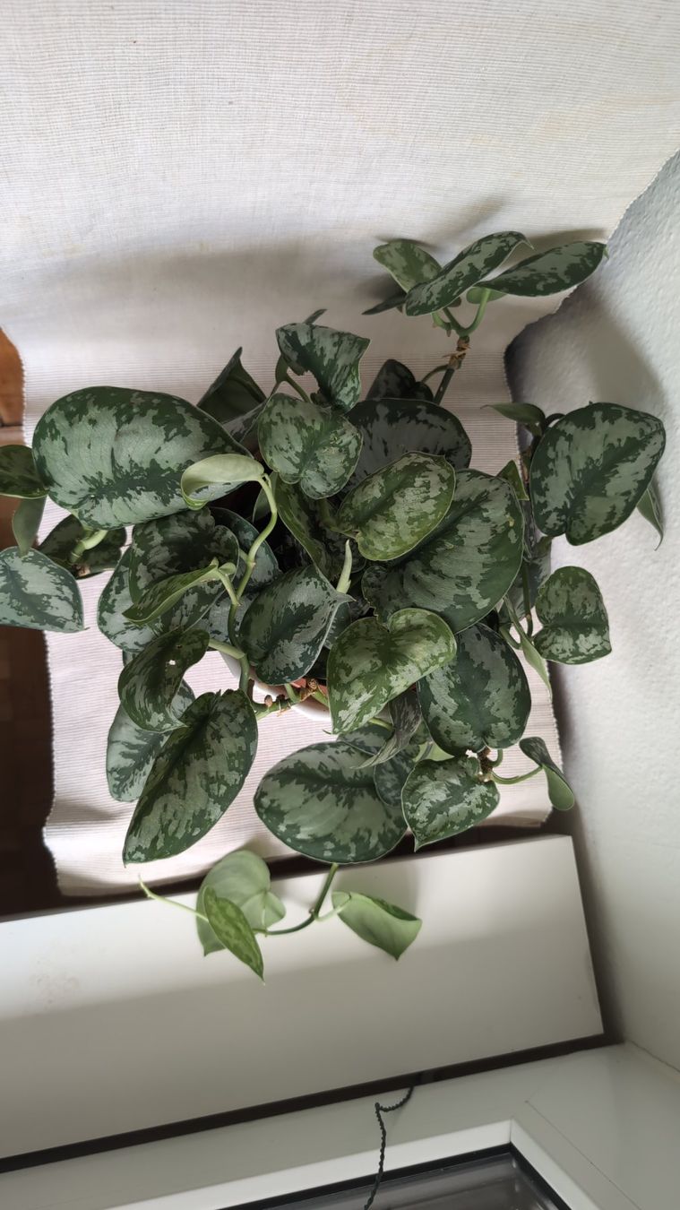 Plantes & graines: Satin Pothos – D'occasion à Wallisellen par ali_x62p