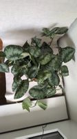 Satin Pothos