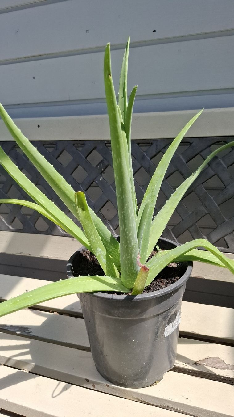 Pflanzen & Samen: Aloe Vera Pflanze ca. 50cm – Gebraucht aus Emmen von Tigerlady 3