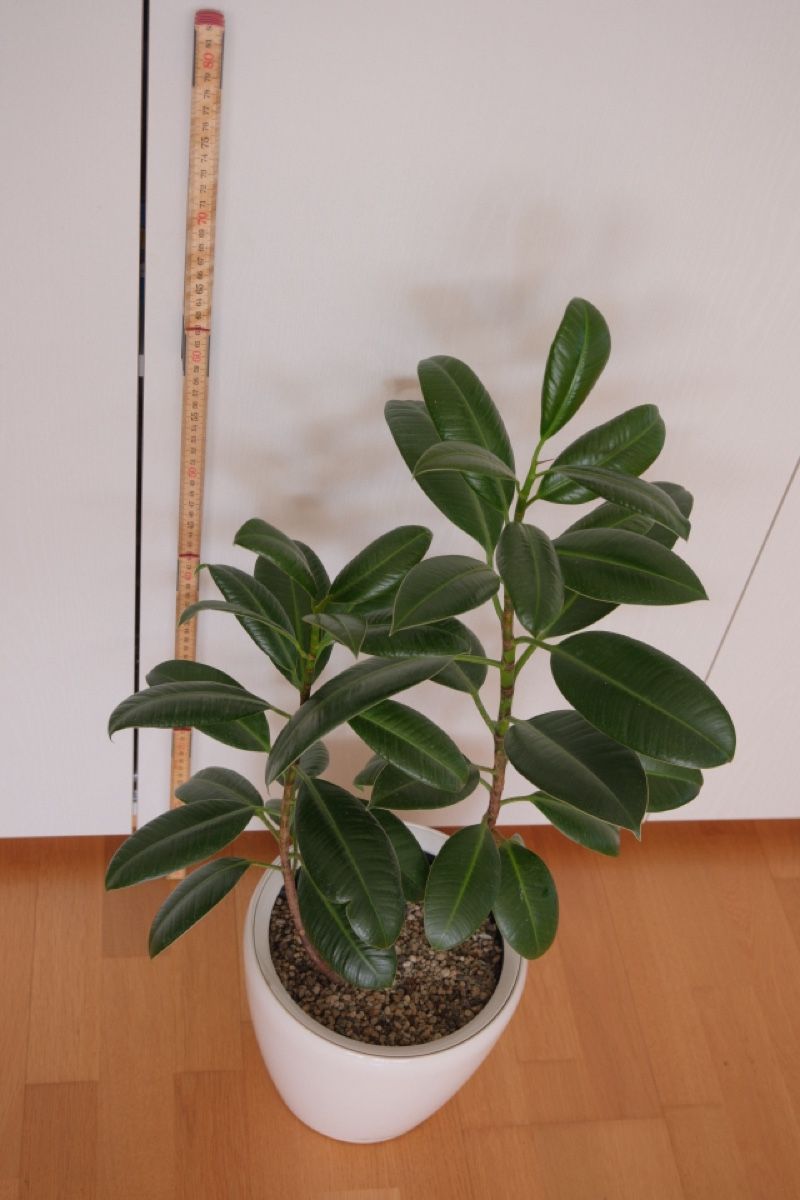 Piante & sementi: Ficus Elastica Variegata + Lechuza Topf – Nuovo (secondo la descrizione) da Birmensdorf ZH venduto da Valerushe 1