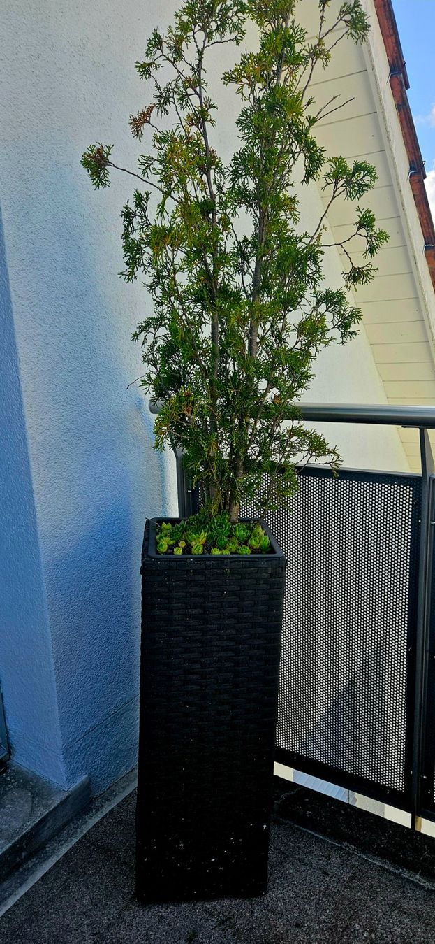 Vasi per fiori: 2 Pflanzentröge mit Inhalt – Usato da Volketswil venduto da lullu64
