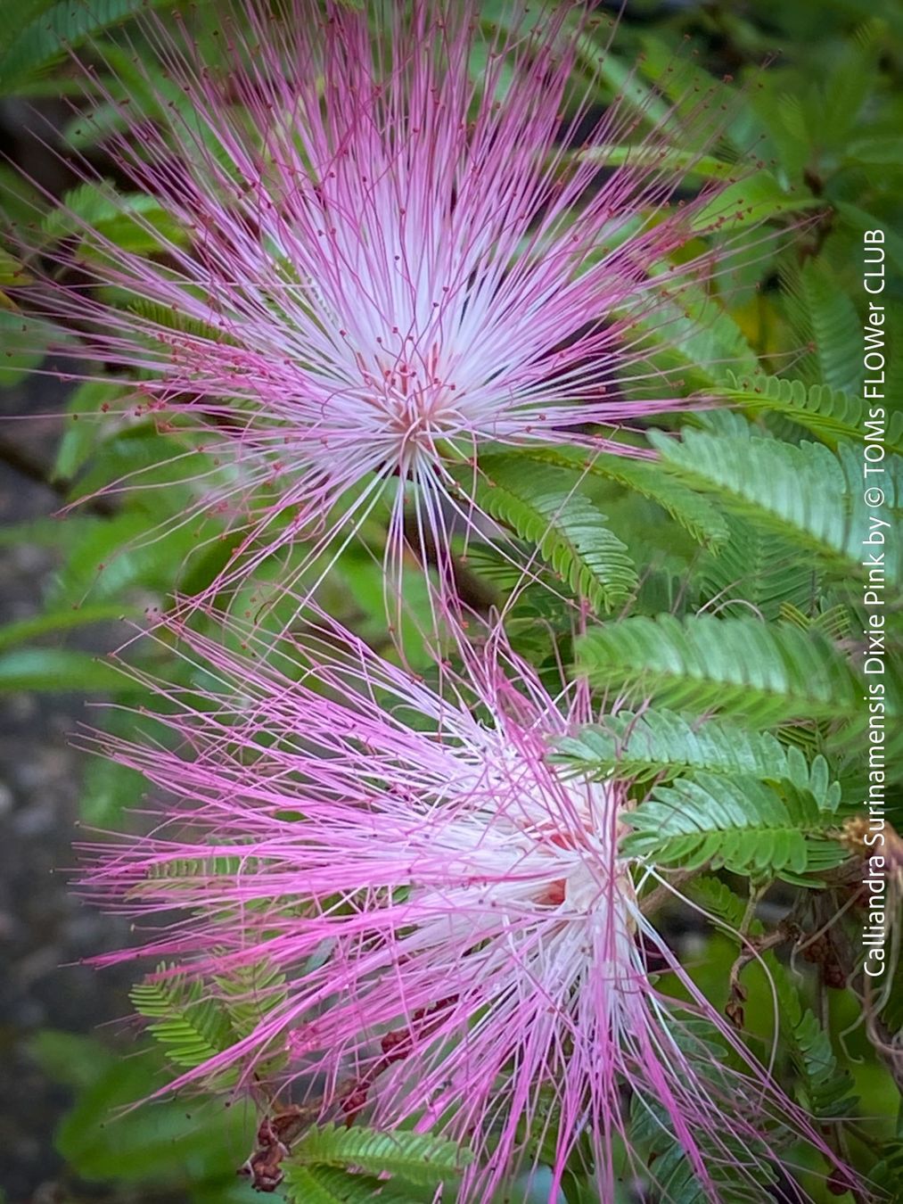 Piante & sementi: Calliandra Surinamensis Dixie Pink - sehr stark duftend – Nuovo e nell'imballaggio originale da Adliswil venduto da astom369 6
