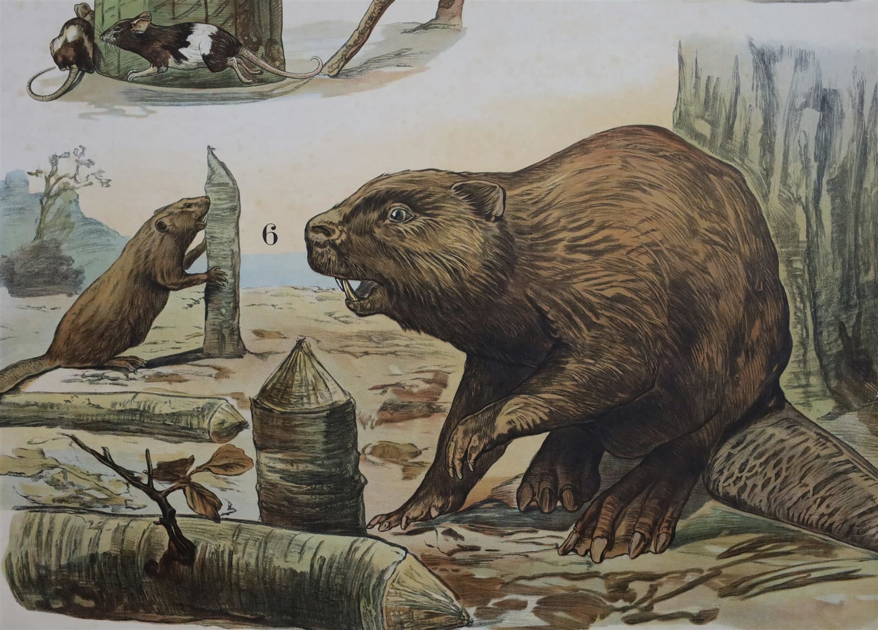 Posters & Illustrations: Schulwandbild "Nagetiere" Biber, Ratten – D'occasion à Birrwil par brandschatz_birrwil 2