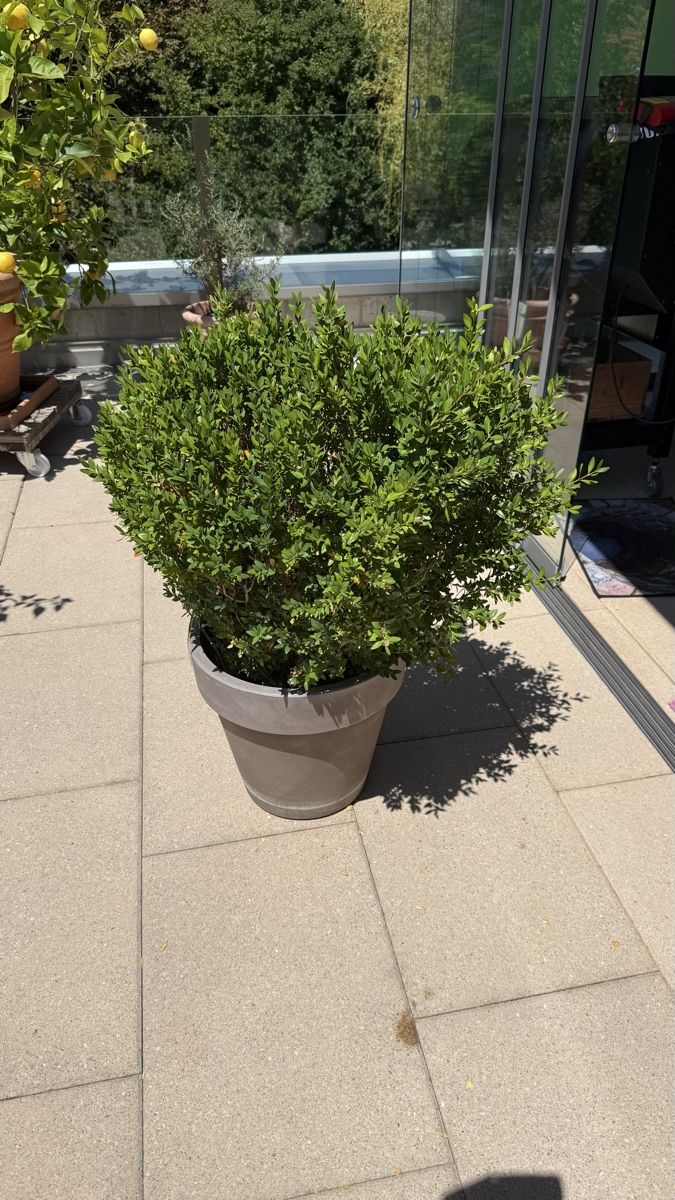 Plantes & graines: Buxus – D'occasion à Stettlen par Ragnaud 2
