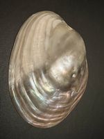 Aschenbecher als dekorative grosse Muschel, Perlmutt Glanz,
