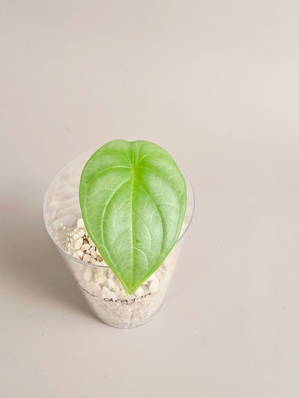 Plantes & graines: Alocasia silver dragon – Neuf (Voir description) à Gerolfingen par Azora