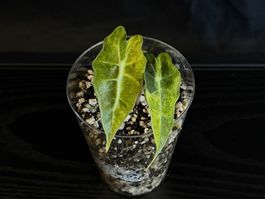 Alocasia Amazonica Aurea