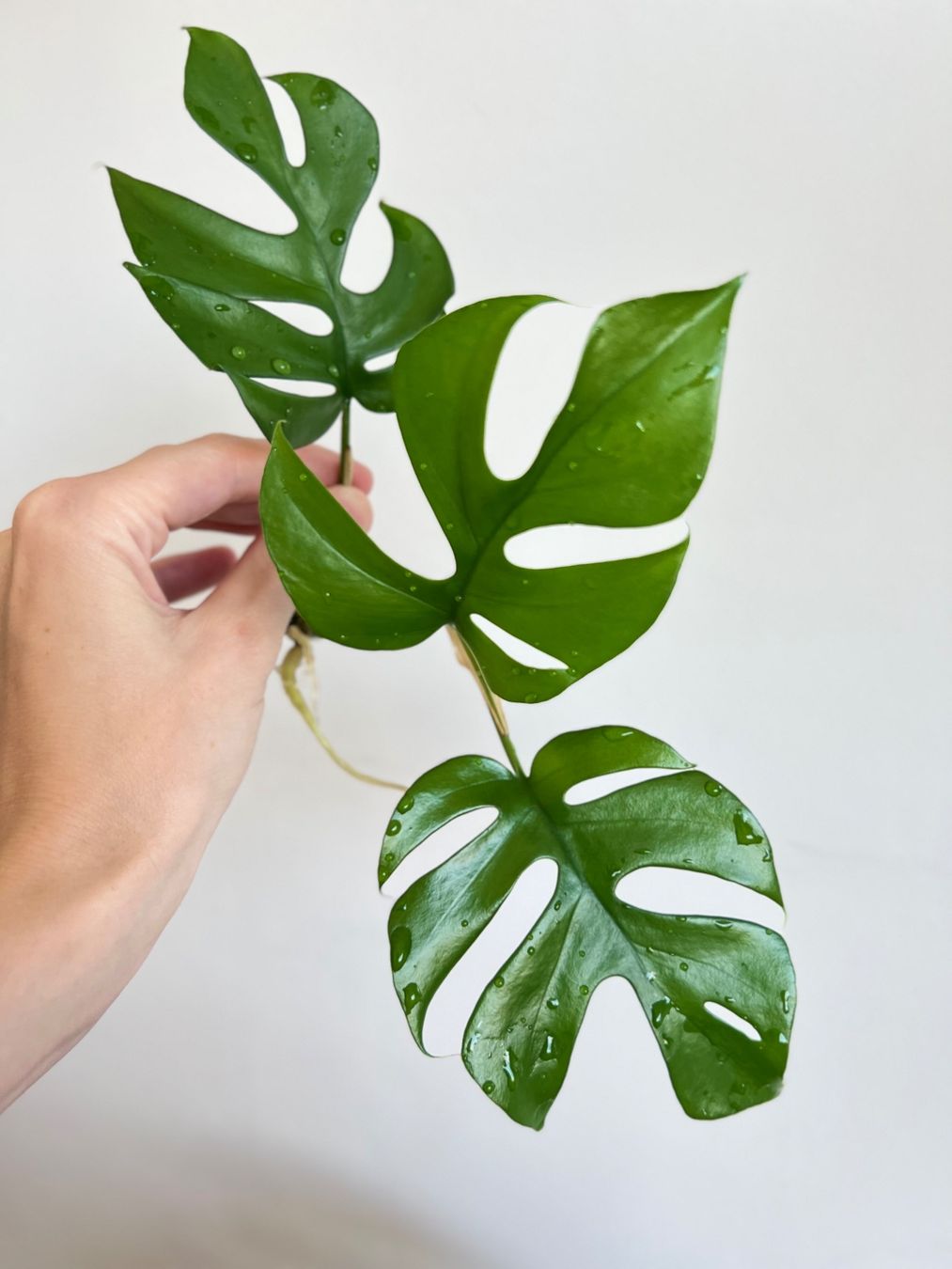 Piante & sementi: Monstera minima Kopfsteckling🔥 – Usato da Glattpark(Opfikon) venduto da ste_n99y 4