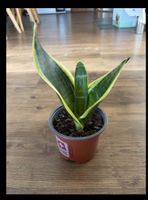 Sansevieria Bogenhanf Topfpflanze Zimmerpflanze Pflegeleicht