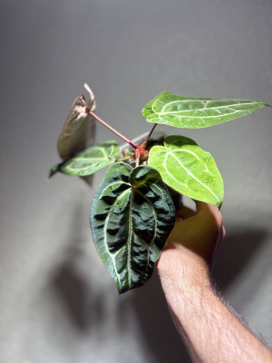 Plantes & graines: Anthurium Carlablackiae x noid  – D'occasion à Chézard-St-Martin par marcomix01 3