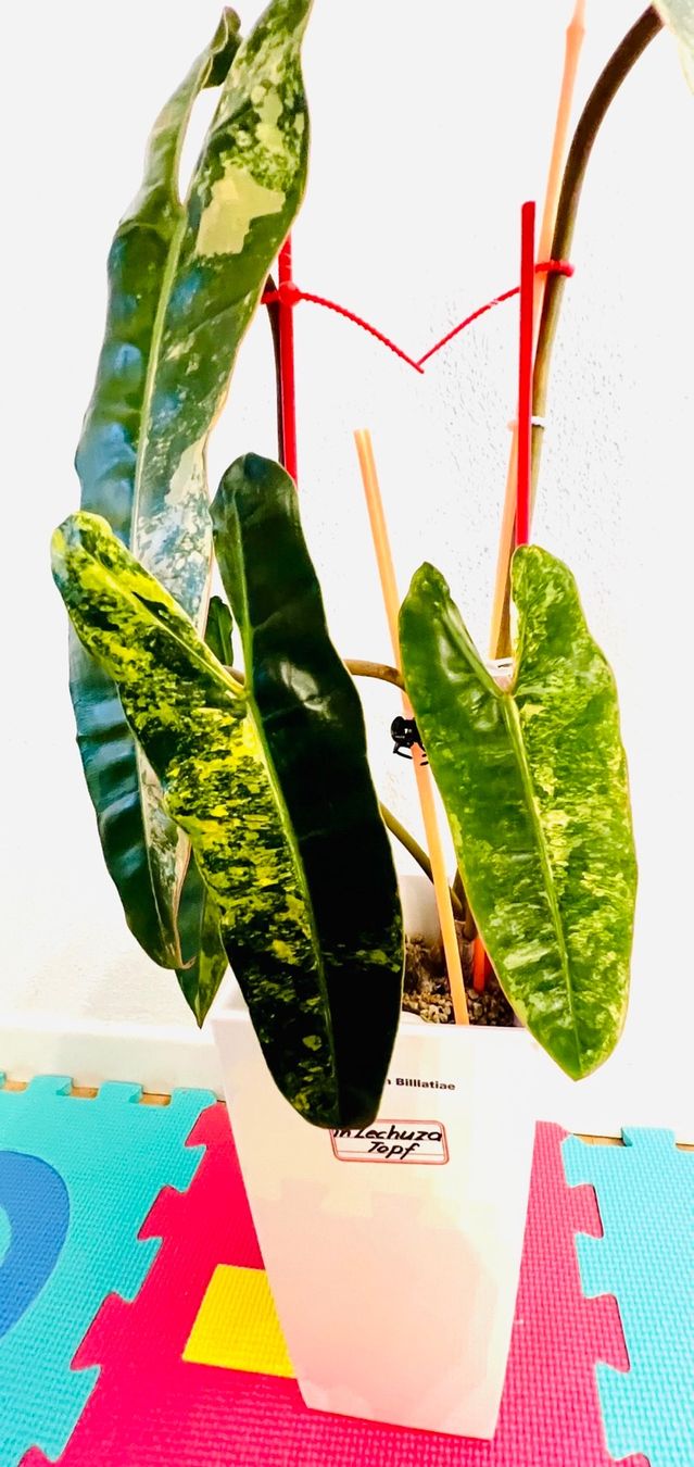 Piante & sementi: Philodendron Billietiae variegated – Usato da Zofingen venduto da Erfolg1957 1