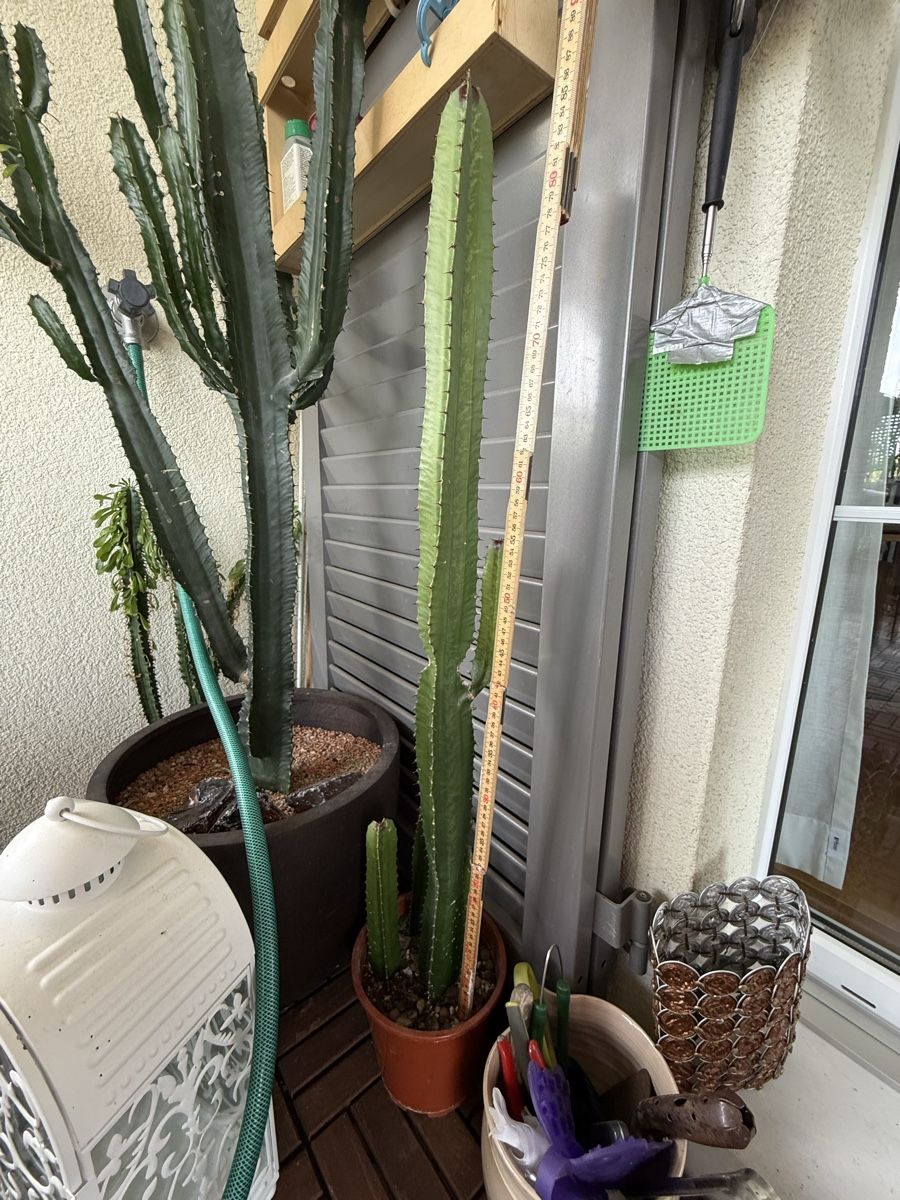 Plantes & graines: Euphorbia – D'occasion à Rorbas par SimS0n 1