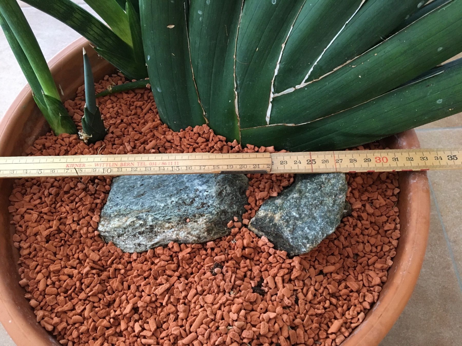 Sansevieria (Bogenhanf, Schwiegermutterzunge) (Gebraucht) in Wahlen b.  Laufen fr CHF 30  nur Abholung auf Ricardo kaufen