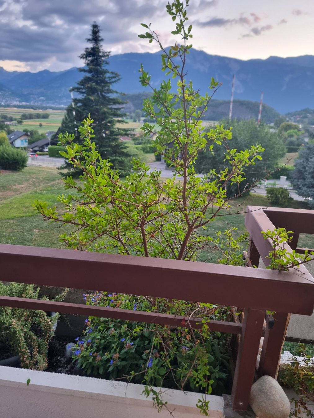 Piante & sementi: Grenadier / Pomegranate Plant - 100cm – Usato da Lausanne venduto da gdb01