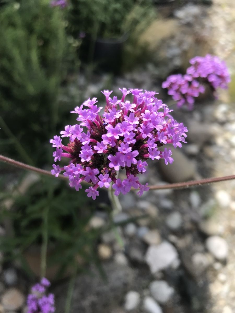 Plantes & graines: VERBENA - EISENKRAUT – Neuf (Voir description) à Buchs AG par fischli610 6