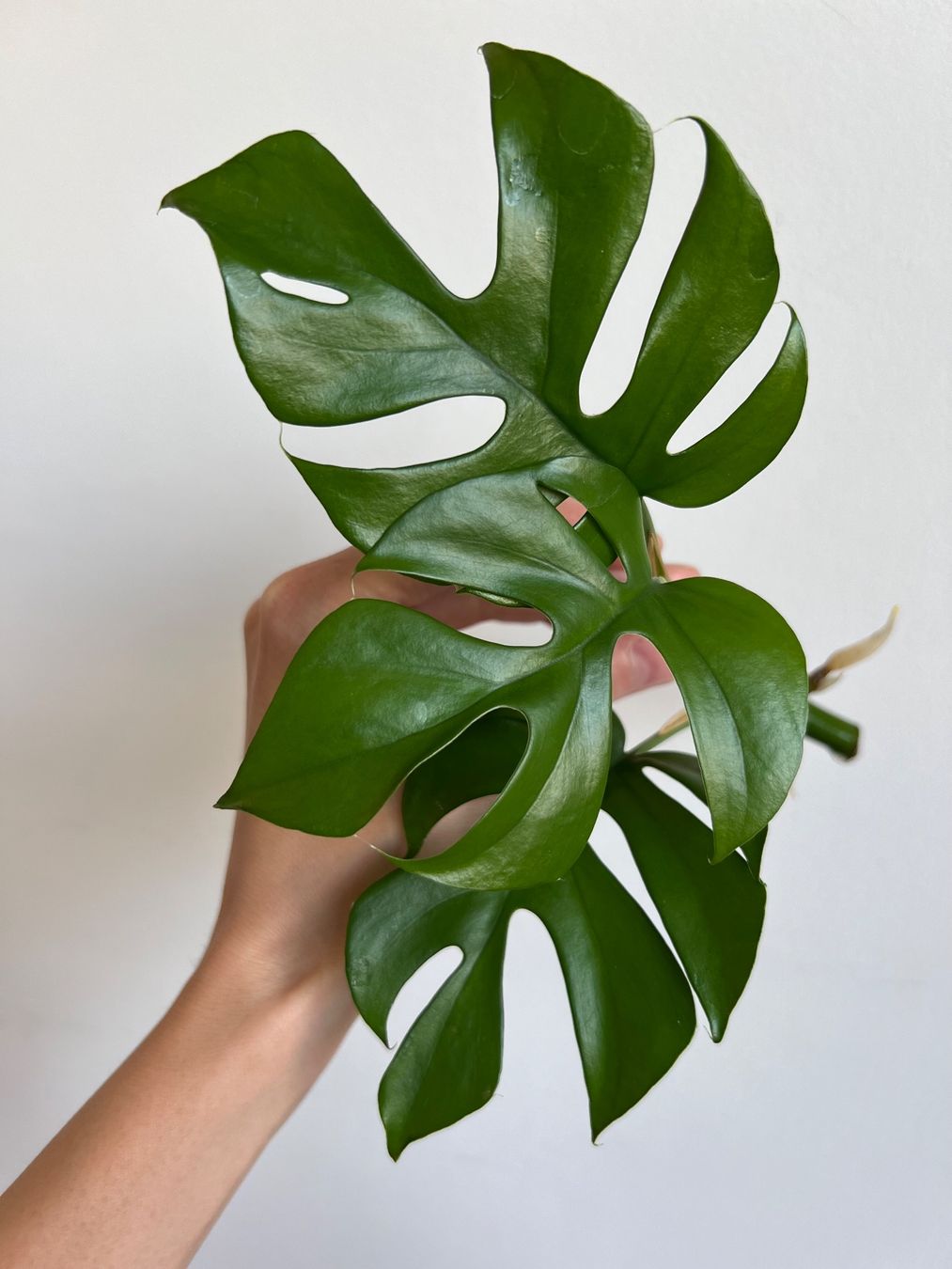 Piante & sementi: Monstera minima, Rhaphidophora tetrasperma Kopfsteckling🤩 – Usato da Glattpark(Opfikon) venduto da ste_n99y