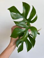 Monstera minima, Rhaphidophora tetrasperma Kopfsteckling🤩