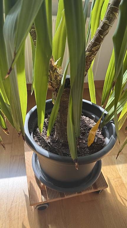 Plantes & graines: Grosse Yucca-Palme – D'occasion à Solothurn par Juliasju 3