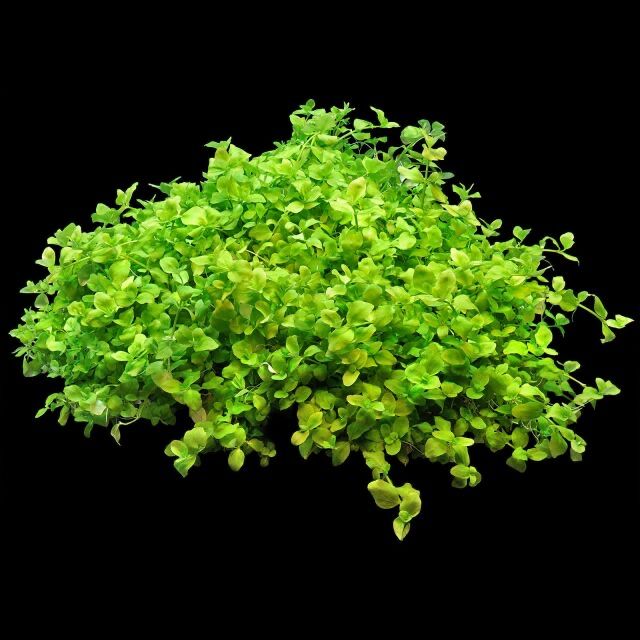 Piante & sementi: Aquarium Pflanze Bacopa australis – Nuovo e nell'imballaggio originale da Dulliken venduto da miggu40 1