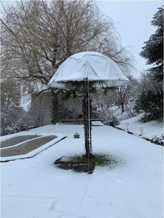 Palmenschutz, Colibri Palmenhut, Winterschutz für Palmen Kaufen auf