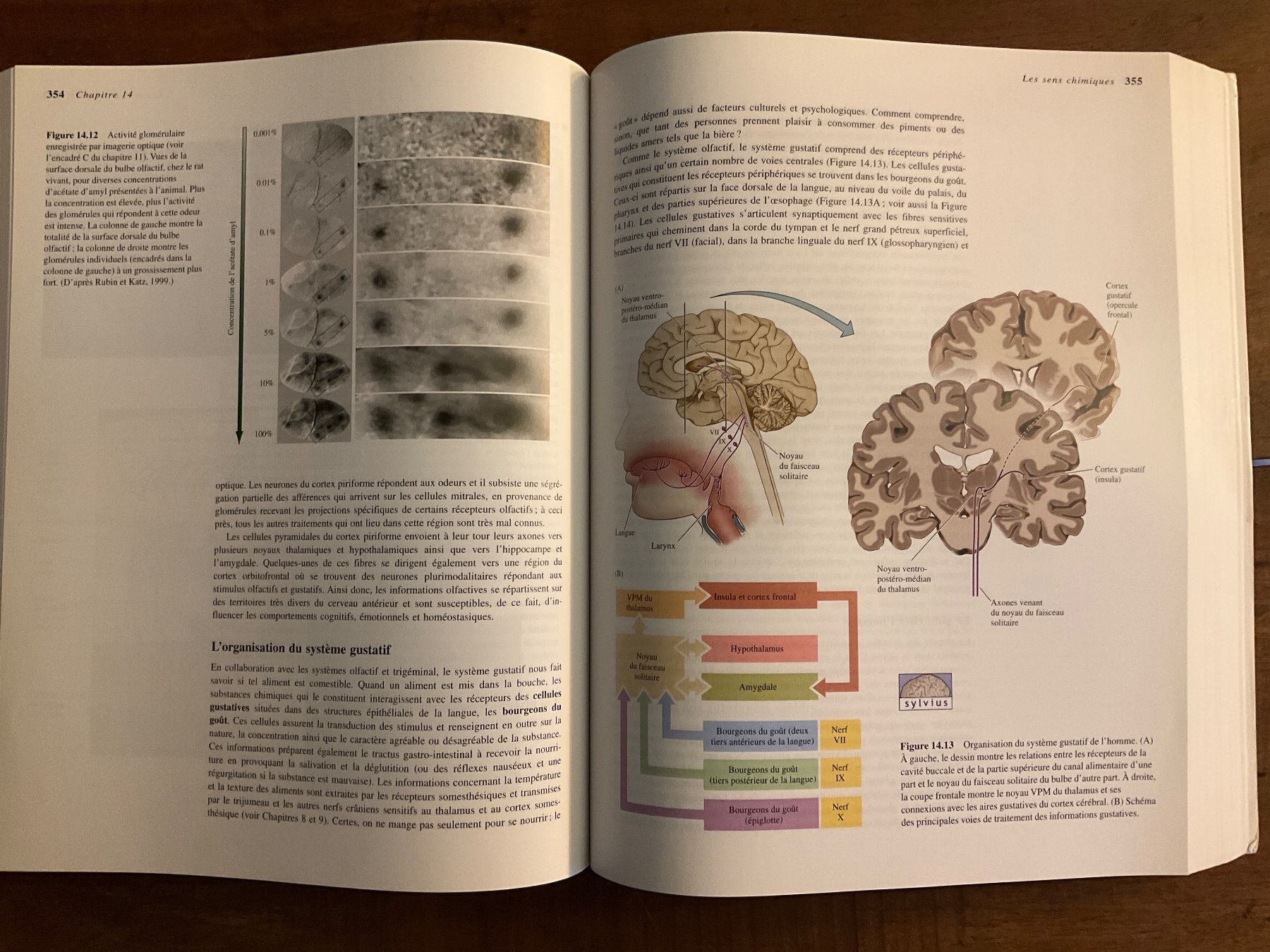 Libri: Neurosciences - Purves - 3ème édition - sans Cd – Usato da Avenches venduto da Lactobacille 3