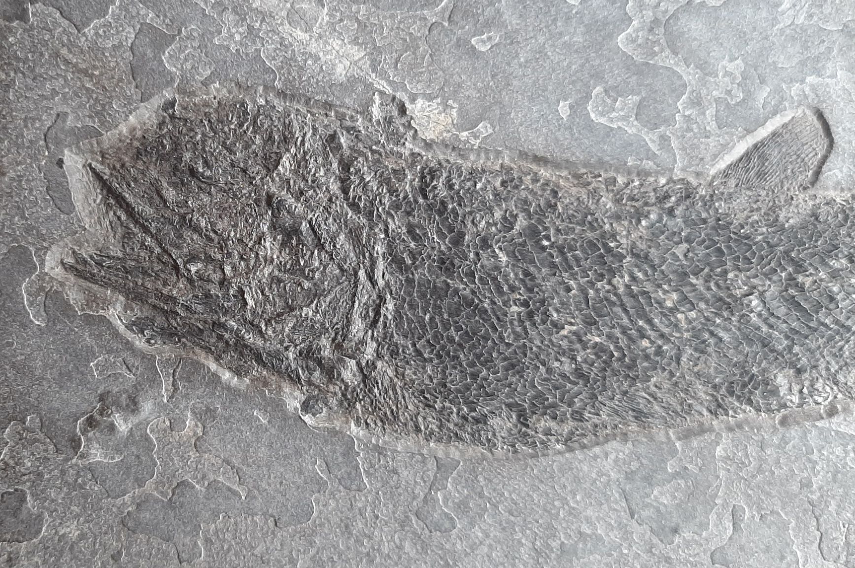 Fossili: Fossiler Fisch Deutschland – Usato da Rickenbach BL venduto da Oktober68 2