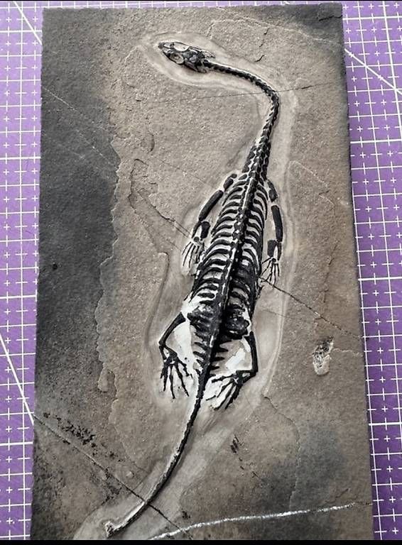 Fossili: Keichousaurus Fossil – Usato da Abtwil AG venduto da dca_gch7 1