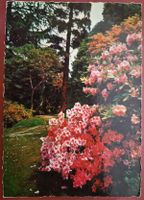 Giardini dell'Isola Madre (Lago Maggiore) 1968