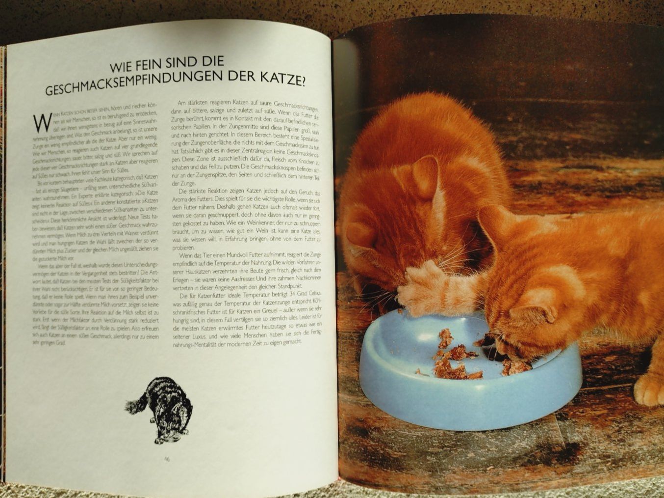 Livres: Desmond Morris: Catwatching, grosser Bildband – D'occasion à Uster par Junipa 5