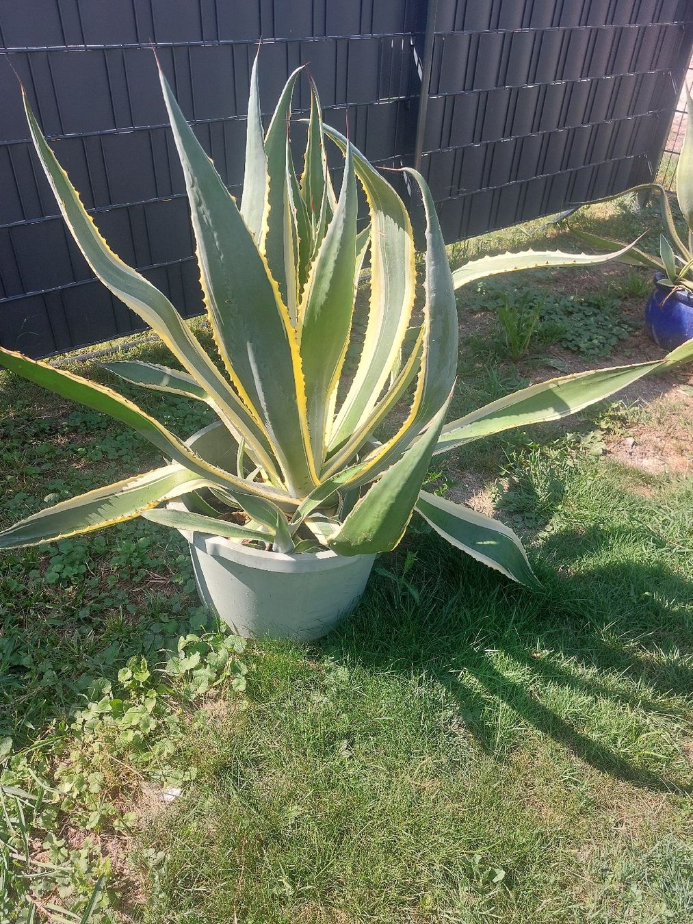 Plantes & graines: Riesen grosse Algarve – D'occasion à Landquart par Cedes 1