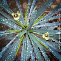Euphorbia Multiflora - echtes Juwel für Sukkulenten-Freunde