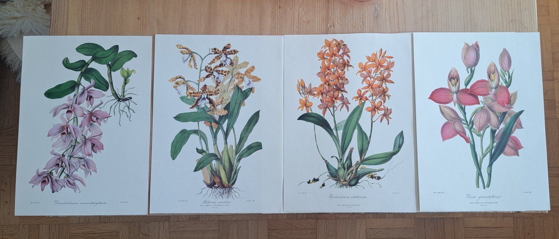 Foto & Immagini: 4 Kunstdrucke Blumen, Botanik – Nuovo (secondo la descrizione) da Thun. venduto da countrygirl12