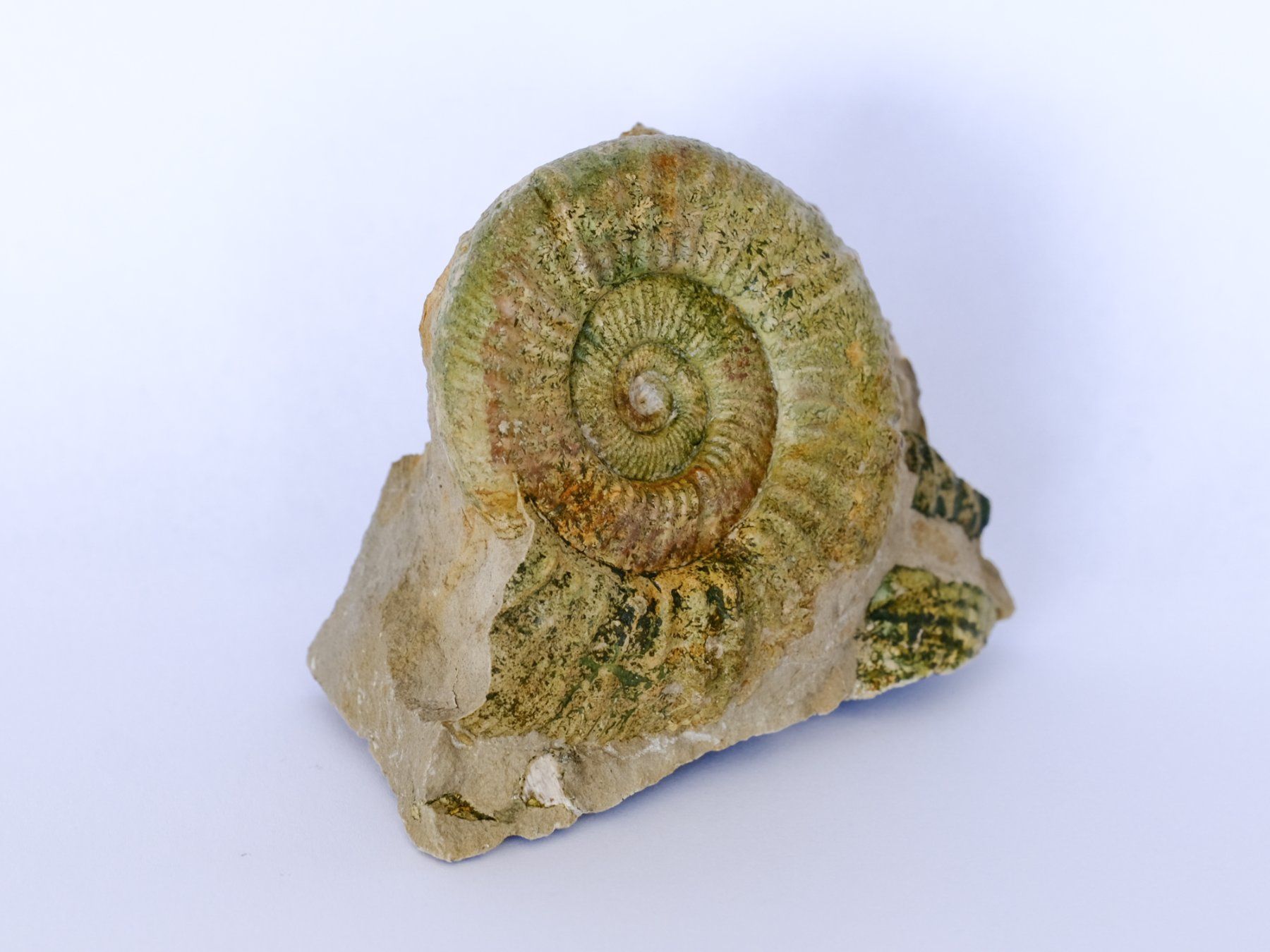 Fossilien: Ammonit aus Neumarkt - Deutschland – Gebraucht aus Heiden von mats10 1