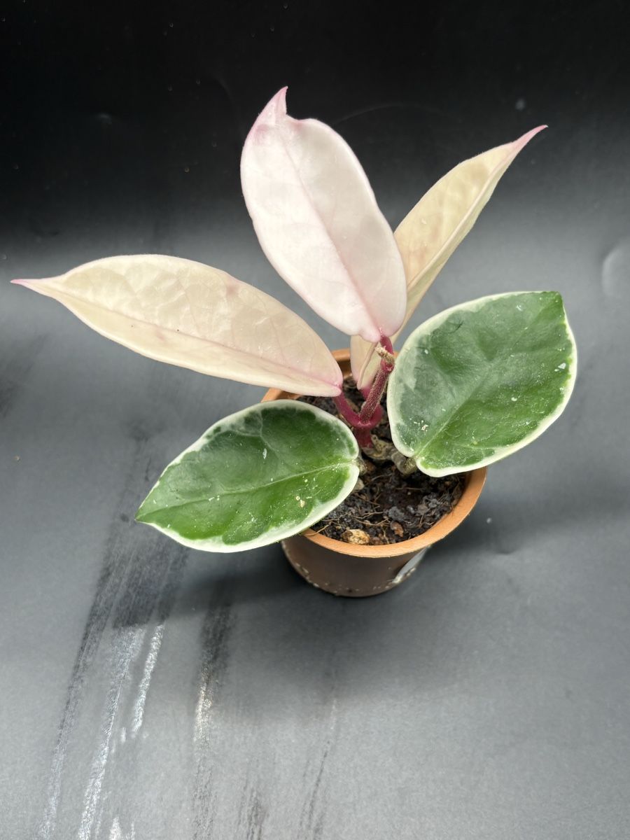 Piante & sementi: Hoya Krimson Queen (1-11) – Nuovo e nell'imballaggio originale da Basel venduto da Pink_White