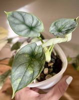 Alocasia Silver Dragon Gold