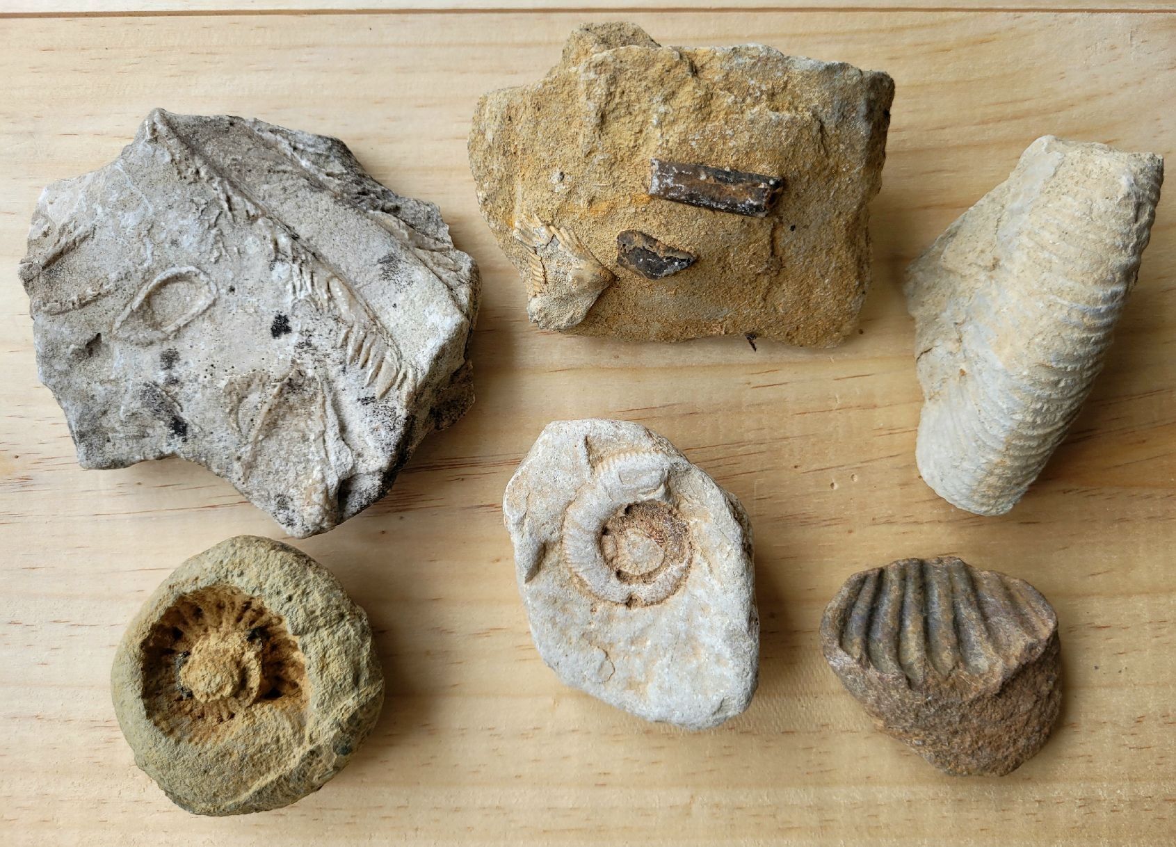 Fossili: Fossilien, diverse Arten, Spezien – Nuovo (secondo la descrizione) da Unterengstringen venduto da orpheo13 4