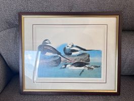 James Audubon  Long-tailed Duck - Rip - 32 x 26 cm