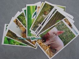 Coop Abenteuer Bauernhof, Sammelbilder