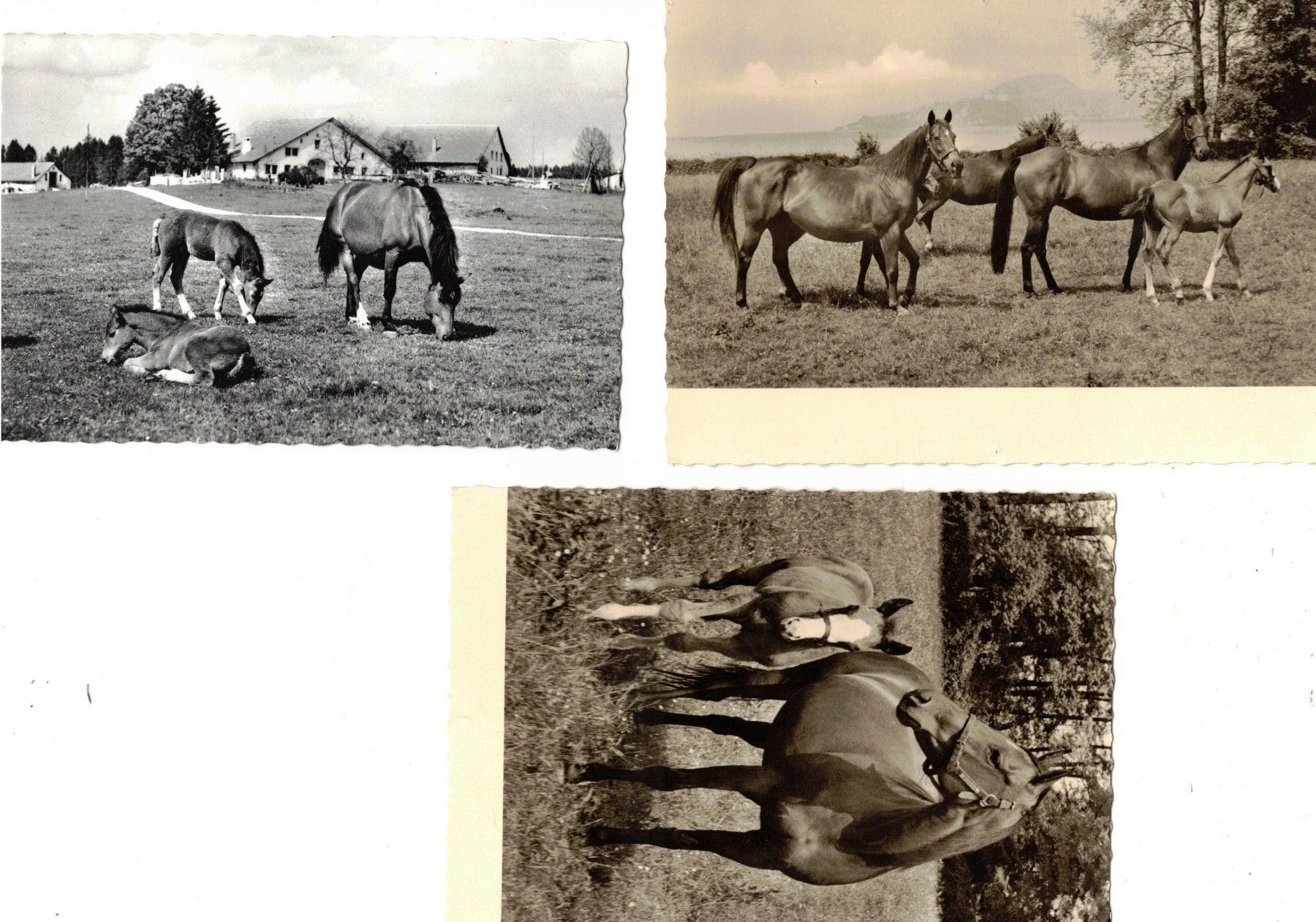 Cartoline postali: 3 Ansichtskarten Tiere Pferde Jura – Nuovo (secondo la descrizione) da Widnau venduto da Seppl480