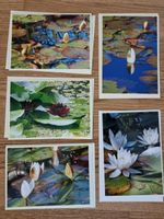 5 Karten / Motiv: Seerosen (handgemacht)