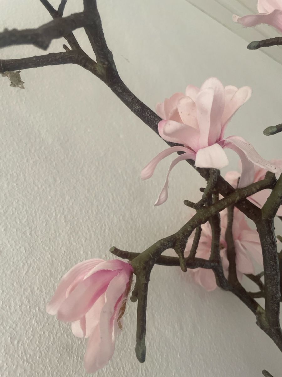 Piante & sementi: Kirschblüten Stamm 2x – Usato da Freidorf TG venduto da ibipatria 1