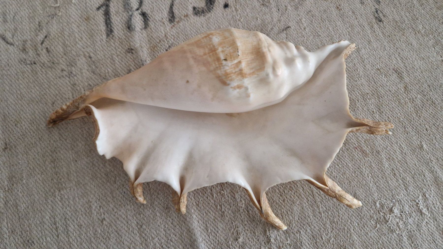 Fossiles: Lambis Spinnenschnecke ca. 32 cm – D'occasion à Rütihof par Teddy1985