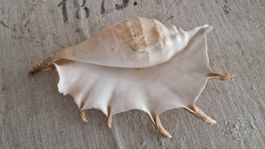 Lambis Spinnenschnecke ca. 32 cm