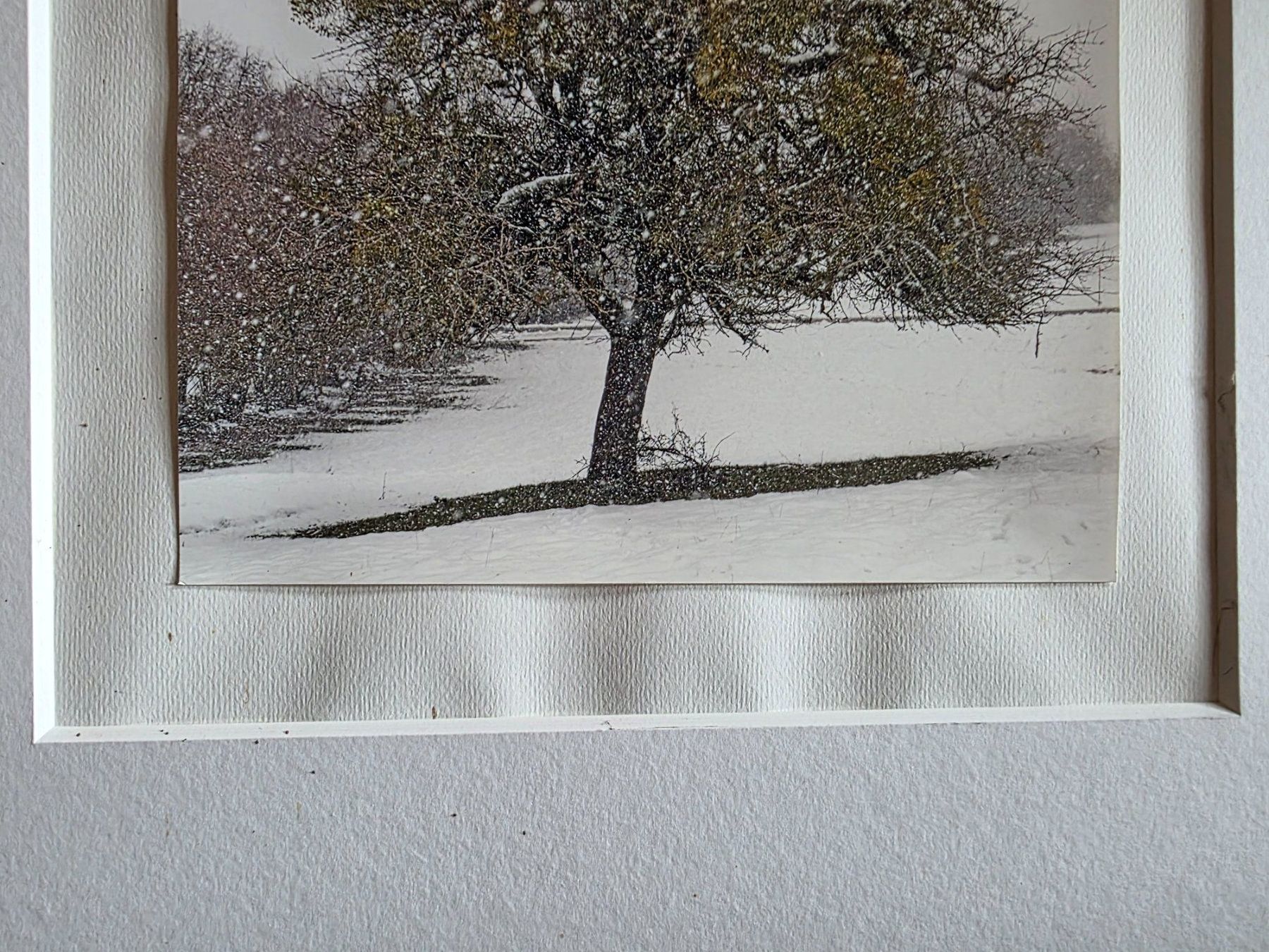 Foto & Immagini: Fotographie Bild wunderbarer Baum im Winter – Usato da Walterswil BE venduto da Lonitti 4
