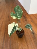 Monstera Thai Constellation💚