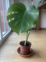 Monstera Deliciosa, Zimmerpflanze