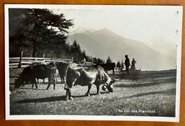 Martigny - Col des Planches - Vaches & Paysans. 1935