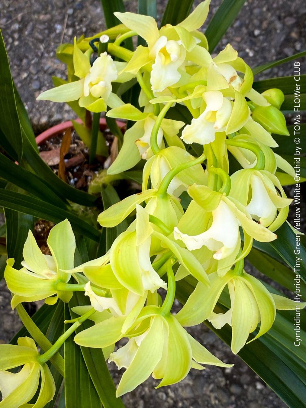 Piante & sementi: Cymbidium Hybride Tiny Green-Yellow-White Orchidee – Nuovo e nell'imballaggio originale da Adliswil venduto da astom369